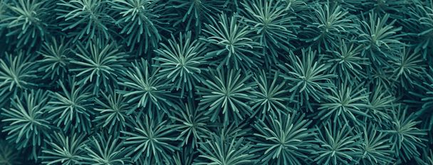 Cypress Spurge або Euphorbia Cyparissias кущ листя текстури фон
 - Фото, зображення