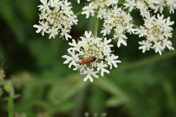 Common Red Soldier Beetle - Rhagonycha fulva - Photo, Image