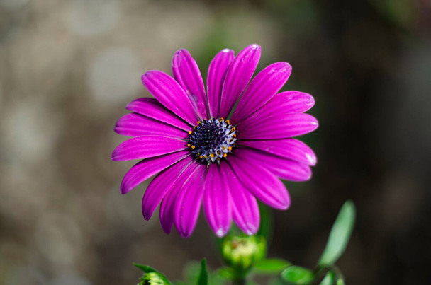 緑の葉の背景を持つ紫色のアフリカのデイジーOsteospermmum Ecklonis - 写真・画像