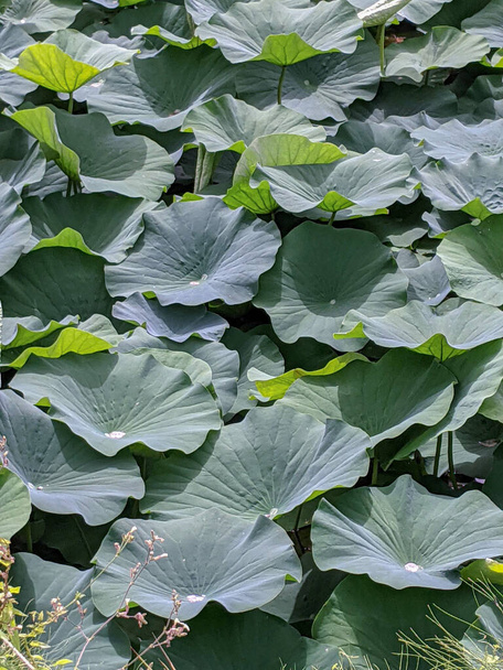 Nelumbo nucifera's leaves under the sunlight. Leaves of lotus. - Photo, Image