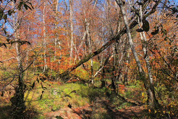 Hermoso bosque de otoño alto en las montañas. - Foto, Imagen