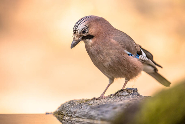 Curious Eurasian Jay (Garrulus glandarius) bird on a river bank in the forest with bright bacground, wildlife in nature. Netherlands - Photo, Image