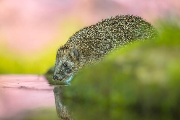 Hedgehog (Erinaceus Europaeus) wild, native, European hedgehog with colorful background, and green moss. Close up drinking from water. Wildlife scene of nature in Europe. - Foto, Imagen