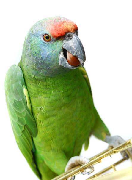 Festa del volo pappagallo amazzone su bianco
 - Foto, immagini