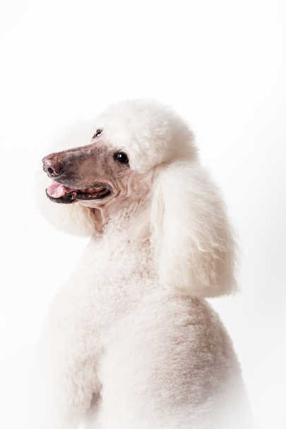 White Royal poodle on white - 写真・画像