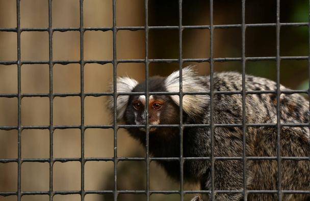 Hayvanat bahçesinde şirin bir marmoset. - Fotoğraf, Görsel