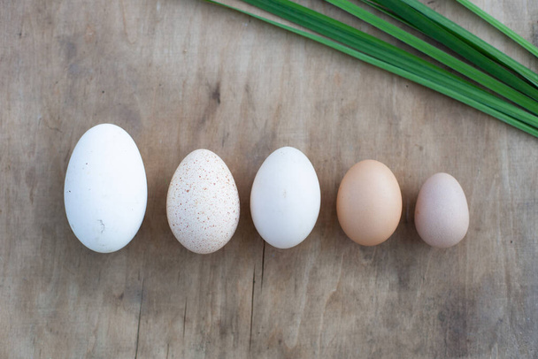 Maanviljelijän munat luonnollisella puupohjalla. Viiden eri lintujen munat: hanhi, kalkkuna, ankka, kana ja helmikanan muna. - Valokuva, kuva