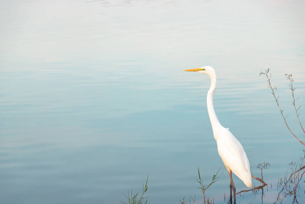 Gros plan Egret stand attendant que les poissons montent sur l'herbe coulant dans l'eau près du lac avec la réflexion de la lumière du soleil pour montrer le ciel bleu à la surface de l'eau - à droite de la photo - Photo, image