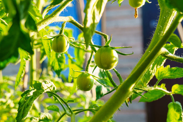Зеленые помидоры на кустах в оранжерее натуральной пищевой фермы - Фото, изображение