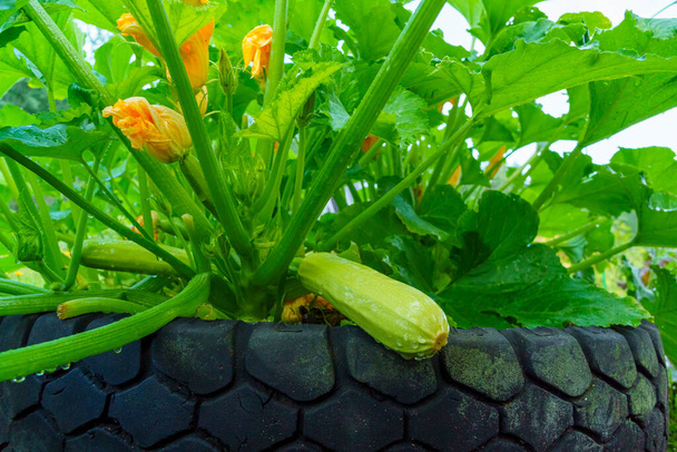 Сквош куст на ферме с цветами и спелых сквош - Фото, изображение