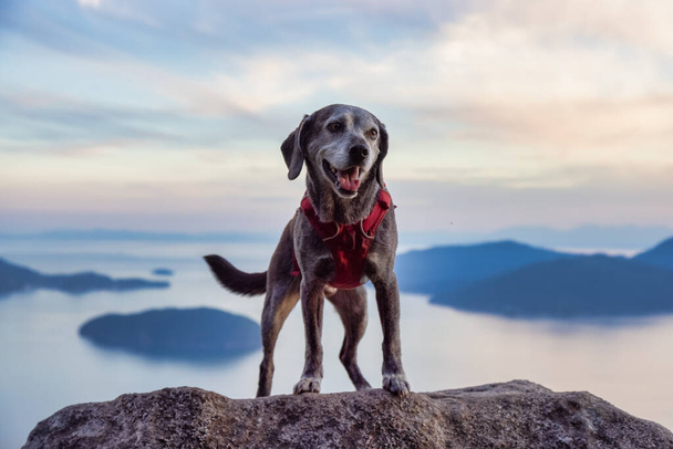 Adventurous little hiking dog on top of a mountain - Foto, Bild