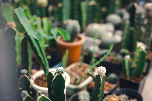 Cactus modificare crescere su altro con cactus fattoria in background - Foto, immagini