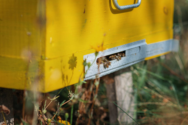 Mehiläiset kuuluvat pesään. Puumehiläispesä maalattu keltaisella. Lentävien mehiläisten lähikuva. - Valokuva, kuva