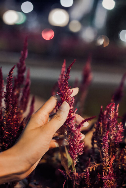 mano tocando carmesí Celosia argentea flor en la noche tonificación con fondo bogey - Foto, Imagen
