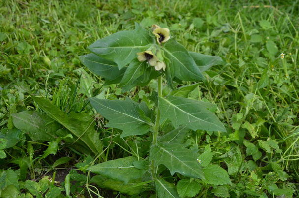 wild-growing poisonous herb Hyoscyamus.Belen contains alkaloids hyoscyamine. - Photo, Image