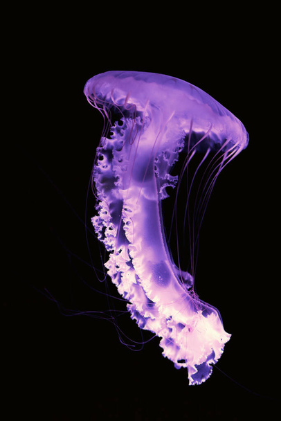 Ярко-фиолетовая медуза на черном фоне. - Фото, изображение
