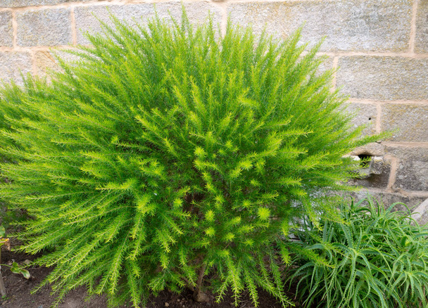 Bright green fluffy ornamental shrub. Prickly spider-flower plants or juniper-leaf grevillea.  - Photo, Image