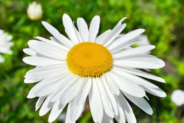 Gran primer plano de margarita sobre fondo de campo verde con flores
 - Foto, Imagen