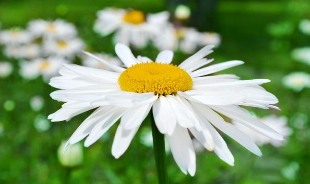 Big daisy closeup on background of green field with flowers - Photo, Image
