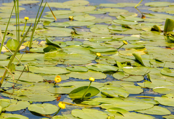 Летний пейзаж реки с зарослями желтых водяных лилий на переднем плане и размыт на заднем плане в жаркий летний день. Копирование пространства, крупным планом. - Фото, изображение