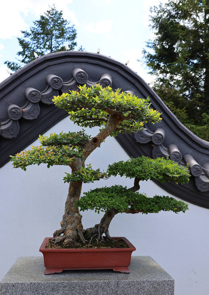Bonsai. Se on Aasian taidemuoto käyttäen viljelytekniikoita tuottaa pieniä puita säiliöissä, jotka jäljittelevät muoto ja koko täysikokoisia puita - Valokuva, kuva