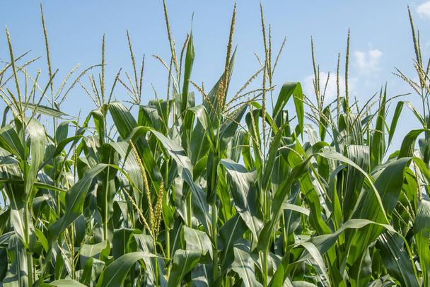 Jonge groene maïs bladeren in een veld. Bloeiend maïsveld groeit tegen de blauwe lucht. Oogsten van landbouw. - Foto, afbeelding