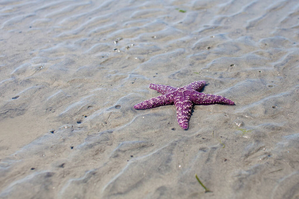ブリティッシュコロンビア州サンシャインコーストのビーチで発見されたオクルヒトデ(紫色の海の星).  - 写真・画像