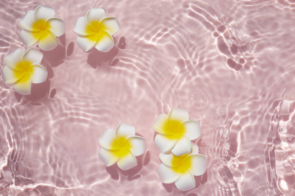 Draufsicht Plumeria oder Frangipani auf rosa Wasseroberfläche. Wellen des Wassers und Schatten der Blume. - Foto, Bild