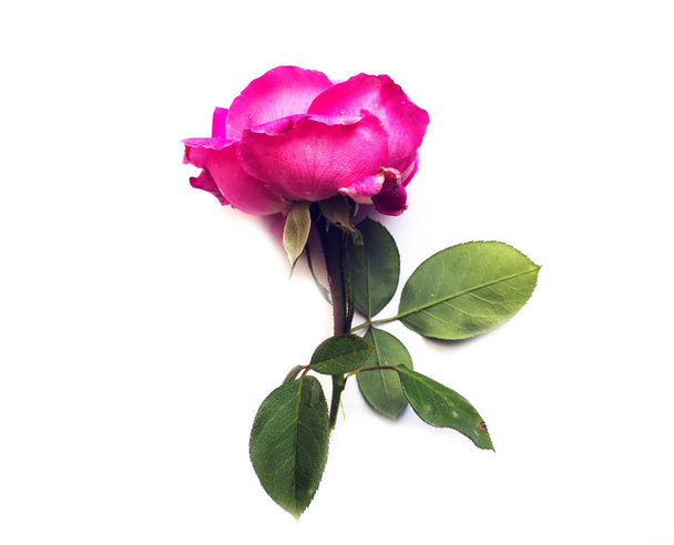 bellissimo fiore di rosa, pianta - Foto, immagini