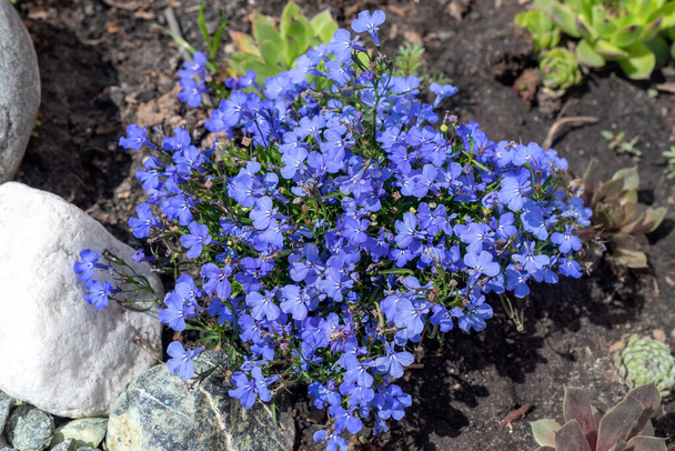 Beautiful blue Lobelia flowers in the garden, background. - Photo, Image