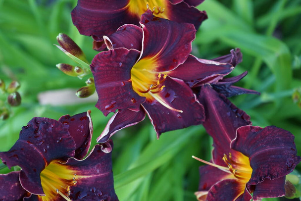 ヘメロカリス「ウェイサイド・キング・ロワイアル」は、黄色い喉を持つ豊かな紫色の花を誇っています。ユリ(百合)またはユリ(百合)は、アブラナ科ヒメモカリドア科ヒメモカリドア属の一つであるヘメモカリス属の開花植物です。ドイツ・ベルリン - 写真・画像