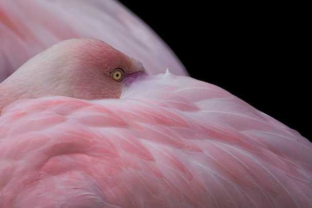Greater flamingo, Phoenicopterus roseus. Close up detail of head and eye. - Photo, Image