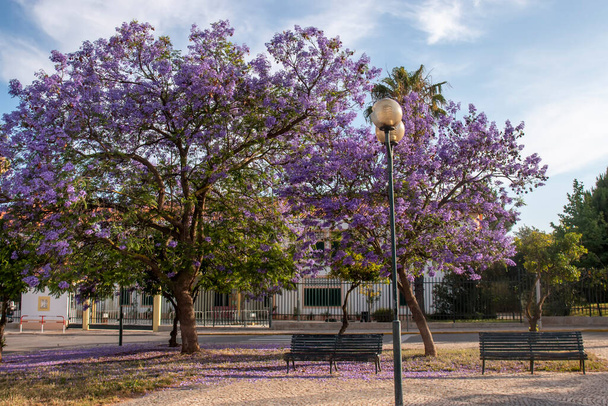 Piękne Jacaranda mimosifolia subtropikalne drzewa w parku. - Zdjęcie, obraz