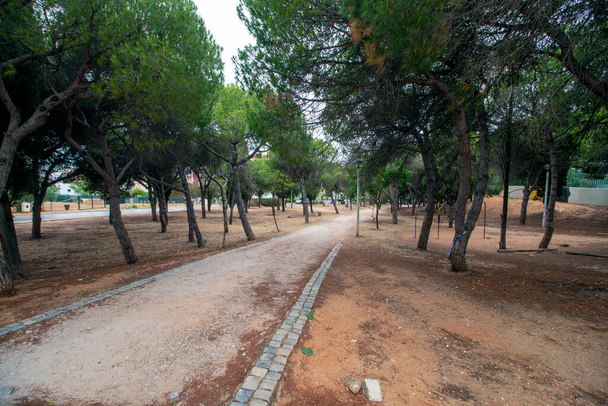 Portekiz 'in Faro şehrindeki Joao de Deus lisesinde çam ağacı parkı.. - Fotoğraf, Görsel