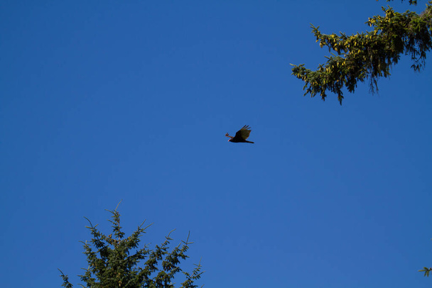 Turkki korppikotka lentää puiden läpi - Valokuva, kuva