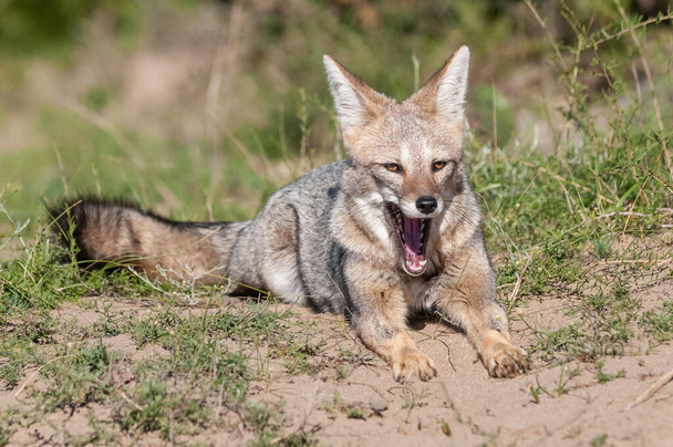Pampas Grey Fox esniyor, Pampas Çimen Ortamı, La Pampa Bölgesi, Patagonya, Arjantin. - Fotoğraf, Görsel