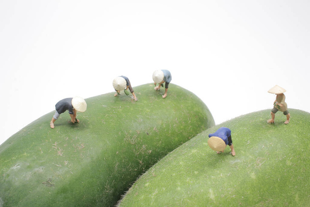 Крошечный фермер на Чи-Ква  - Фото, изображение