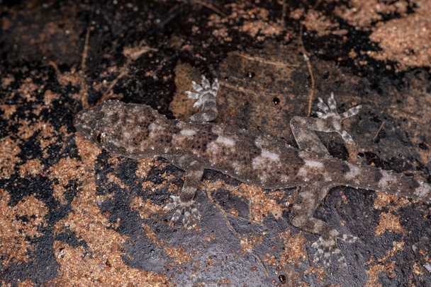 Casa Tropical Gecko de la especie Hemidactylus mabouia - Foto, Imagen
