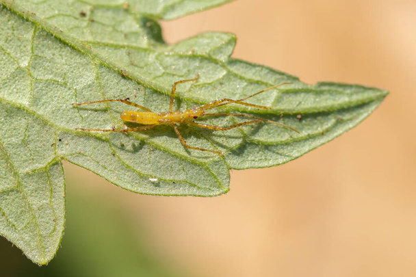 Assassin Bug nimfa rodziny Reduviidae - Zdjęcie, obraz