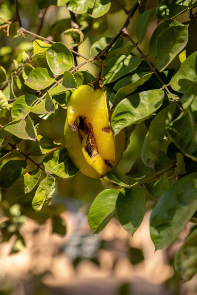 Green Star fruit of the species Averrhoa carambola - Photo, Image
