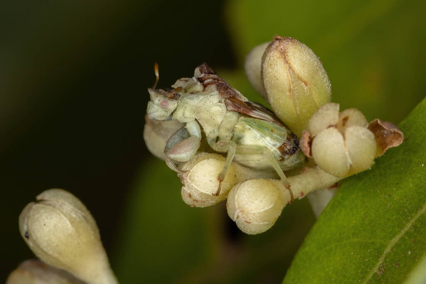 Alt familya Phymatinae 'den Yetişkin Tuzak Böceği tarçın tomurcukları üzerine - Fotoğraf, Görsel