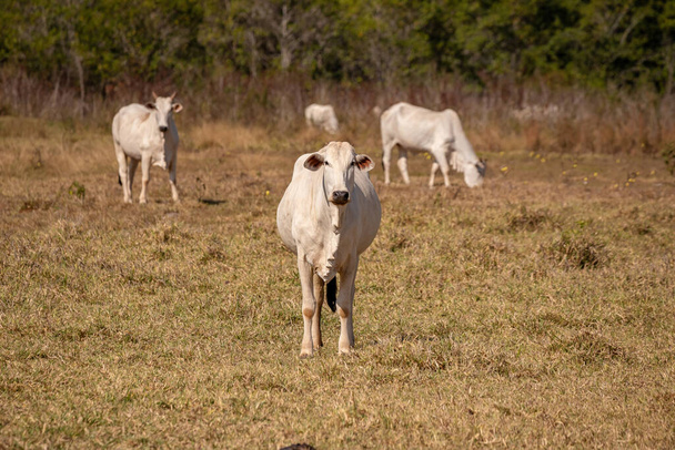 Ausgewachsene Kuh in einem brasilianischen Bauernhof mit selektivem Fokus - Foto, Bild