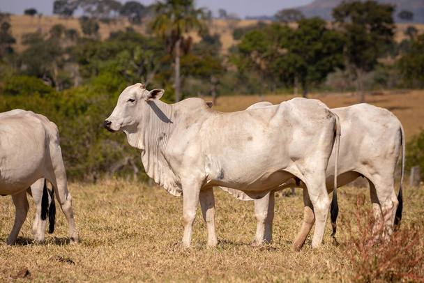 Ausgewachsene Kuh in einem brasilianischen Bauernhof mit selektivem Fokus - Foto, Bild