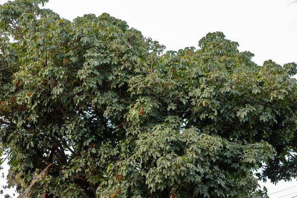 Brazilian Provision Tree of the species Pachira aquatica - Photo, Image