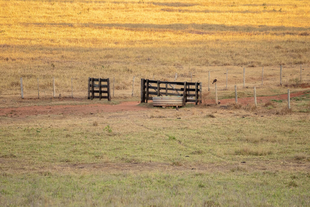 Tipikus brazil szarvasmarhatenyésztő legelők - Fotó, kép