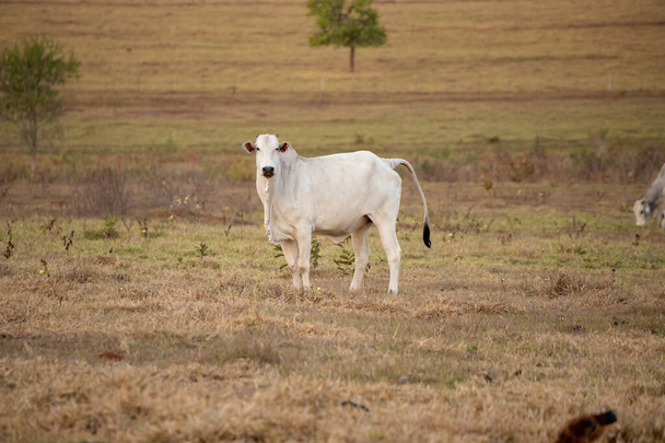 Dospělá kráva na brazilské farmě se selektivním zaměřením - Fotografie, Obrázek