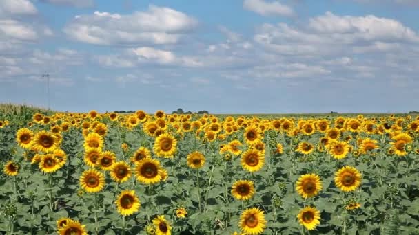 Sunflower field with blooming flowers - Záběry, video