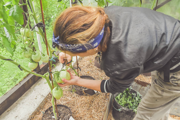 a farmer girl cuts tomatoes in greenhouses during the harvest season - Фото, зображення