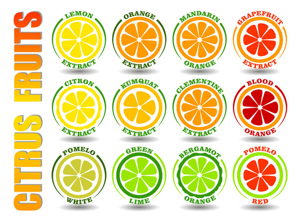 Luova käsite joukko pyöreä sarjakuva logot sitrushedelmiä kuvakkeita. Tasainen kuva symbolit Oranssi, Sitruuna, Kalkki, Greippi, Pomelo, Mandarin, Bergamot, Kumquat, Clementine vektori ympyrä merkkejä - Vektori, kuva