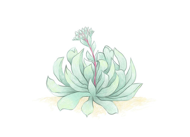 Illustration Croquis dessiné à la main d'Echeveria Runyonii ou Topsy Turvy. Une plante succulente pour la décoration de jardin - Vecteur, image